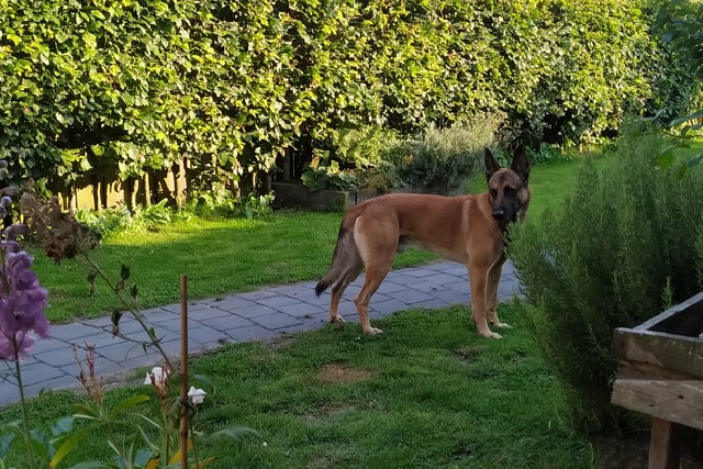 Gedragsbegeleiding en hondenschool Dino